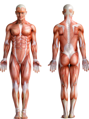 204-2046156_muscle-man-human-body